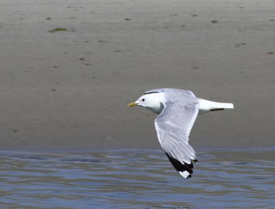 Stormmeeuw - Common Gull