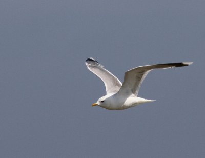 Stormmeeuw - Common Gull