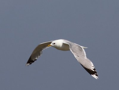 Stormmeeuw - Common Gull