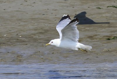 Stormmeeuw - Common Gull