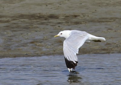 Stormmeeuw - Common Gull