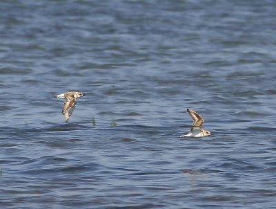 Strandplevieren - Kentish Plovers