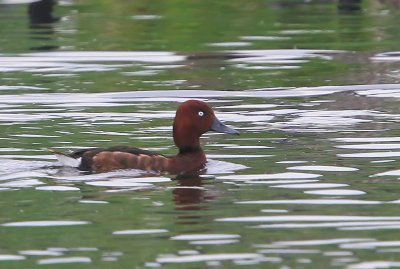 Witoogeend - Ferruginous Duck