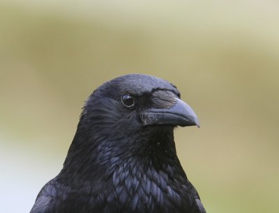 Zwarte Kraai - Carrion Crow