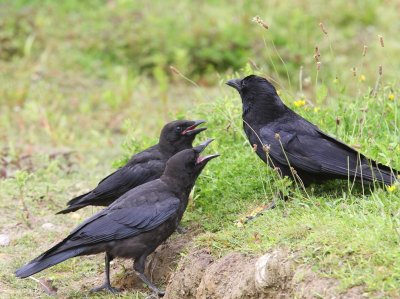 Zwarte Kraaien - Carrion Crows