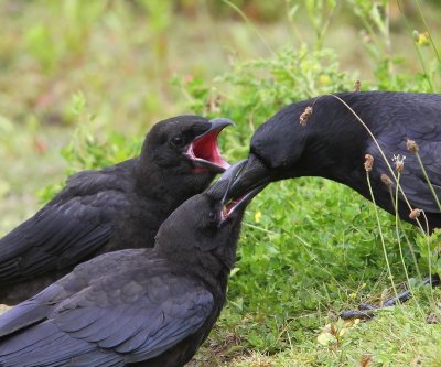 Zwarte Kraaien - Carrion Crows