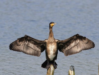 Aalscholver - Great Cormorant