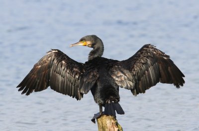 Aalscholver - Great Cormorant