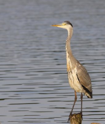 Blauwe Reiger - Grey Heron