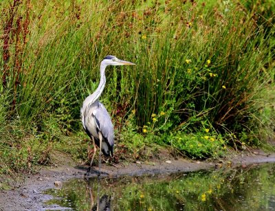 Blauwe Reiger - Grey Heron