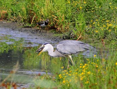 Blauwe Reiger - Grey Heron