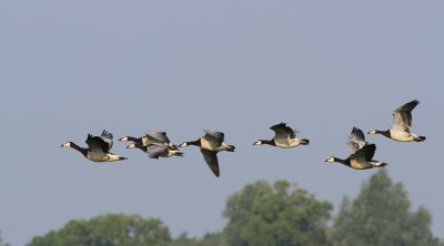 Brandganzen - Barnacle Geese