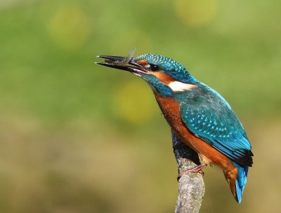 IJsvogel - Common Kingfisher