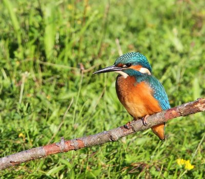 IJsvogel - Common Kingfisher