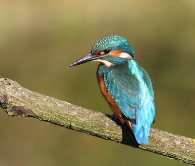 IJsvogel - Common Kingfisher