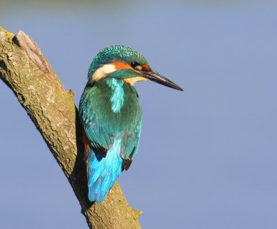 IJsvogel - Common Kingfisher