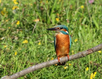 IJsvogel - Common Kingfisher