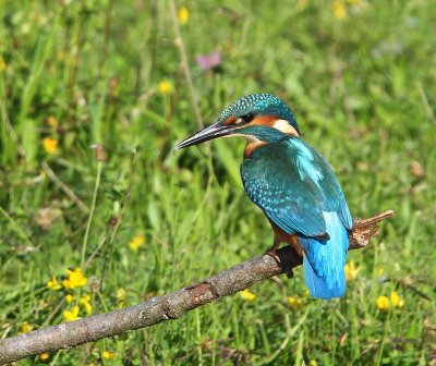 IJsvogel - Common Kingfisher