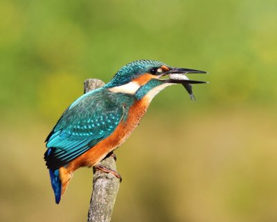 IJsvogel - Common Kingfisher