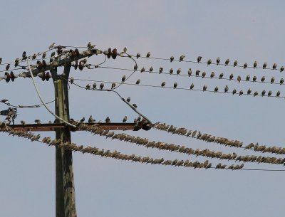 Spreeuwen - Common Starlings