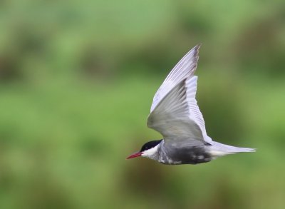 Witwangstern - Whiskered Tern