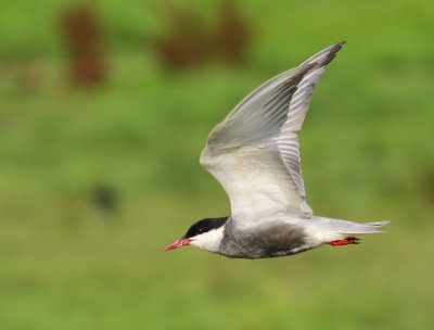 Witwangstern - Whiskered Tern