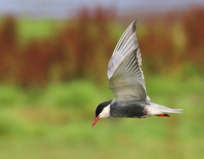 Witwangstern - Whiskered Tern