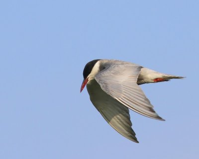 Witwangstern - Whiskered Tern