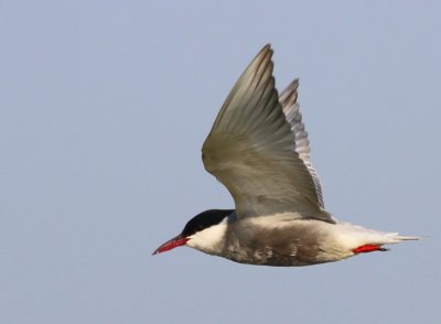 Witwangstern - Whiskered Tern