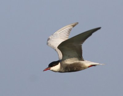 Witwangstern - Whiskered Tern