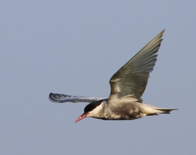 Witwangstern - Whiskered Tern