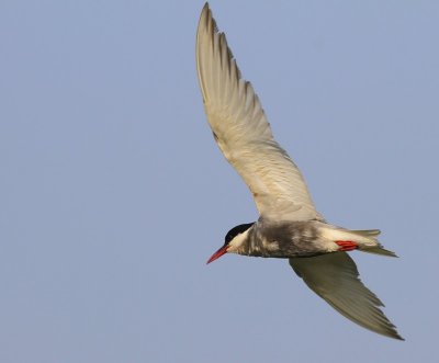 Witwangstern - Whiskered Tern