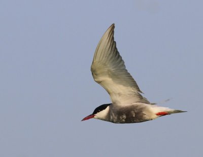 Witwangstern - Whiskerd Tern