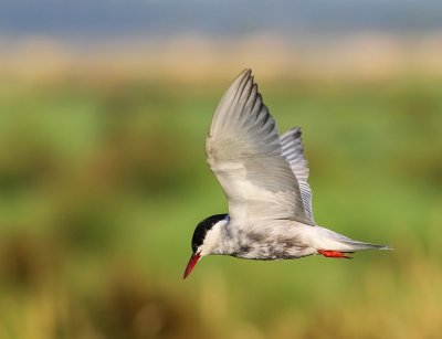 Witwangstern - Whiskered Tern