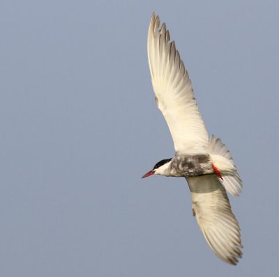 Witwangstern - Whiskered Tern
