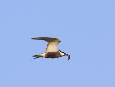 Witwangstern - Whiskered Tern