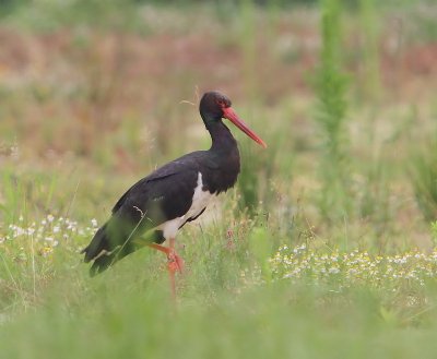 Zwarte Ooievaar - Black Stork