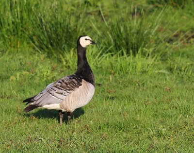 Brandgans - Barnacle Goose