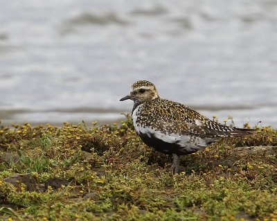 Goudplevier - European Golden Plover