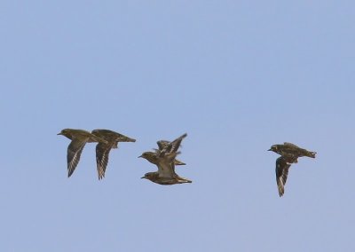 Goudplevieren - European Golden Plovers