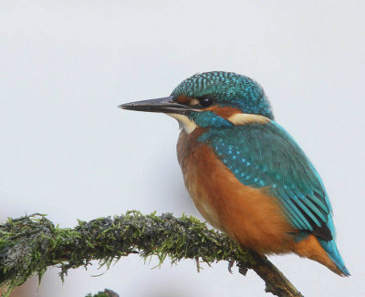IJsvogel - Common Kingfisher