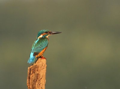 IJsvogel - Common Kingfisher