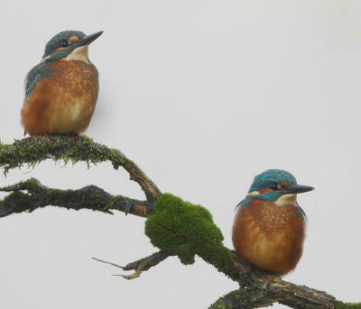 IJsvogels - Common Kingfisher