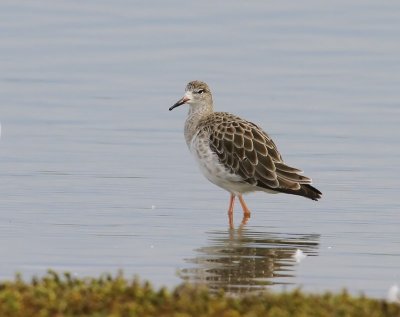 Kemphaan - Ruff