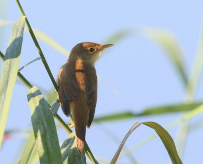 Kleine Karekiet - European Reed Warbler