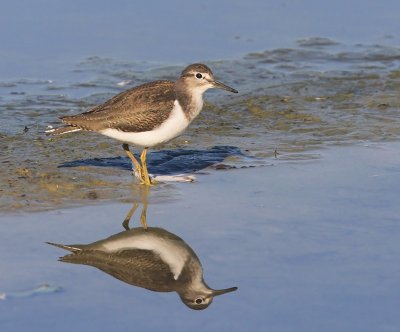 Oeverloper - Common Sandpiper
