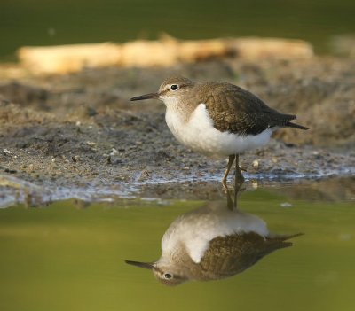 Oeverloper - Common Sandpiper