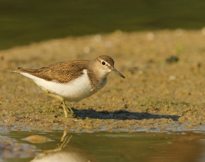 Oeverloper - Common Sandpiper