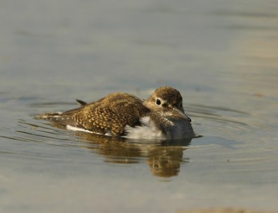 Oeverloper - Common Sandpiper