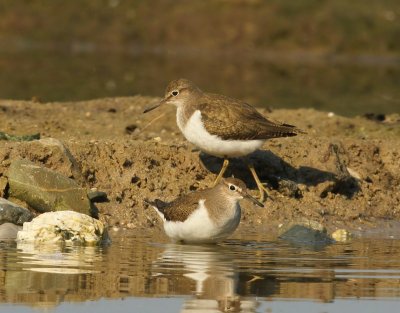 Oeverlopers - Common Sandpipers